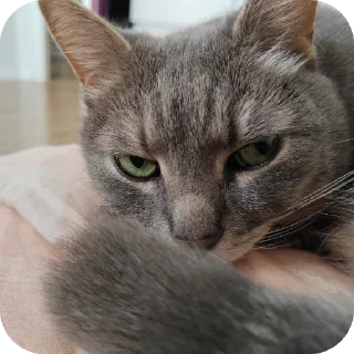 Sticker Новый стикеры Лисиtа🧡 🥰 - 6