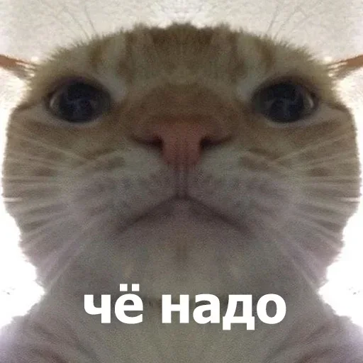 Sticker NrcxvawFvjqKalA_by_stickers_stealer_bot - 1