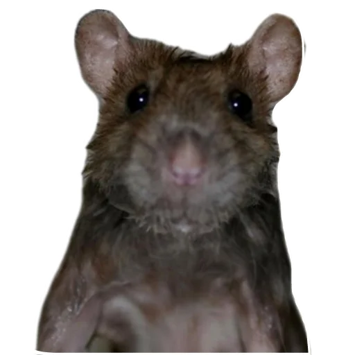 Стикер NuDavaj4 - 1