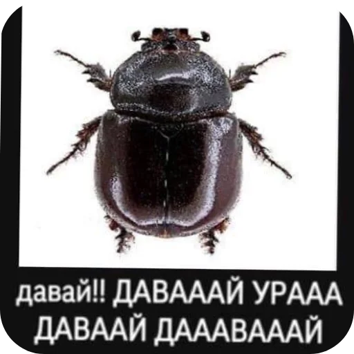 Стикер NuDavaj4 - 1