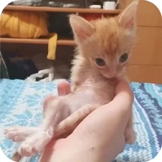 Стикер Ну я - 5