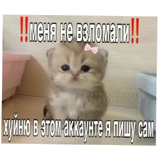 Стикер ну я хз чесна - 0