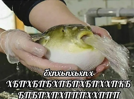 СМС животное птица