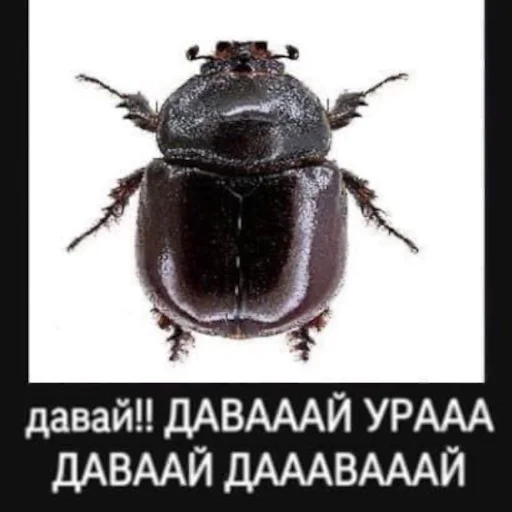 Sticker Представляем ебала ОБР - 3