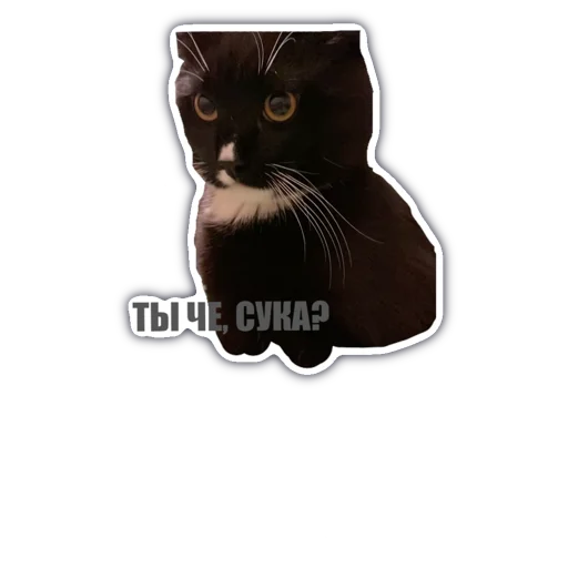 small to medium-sized cats felidae whiskers