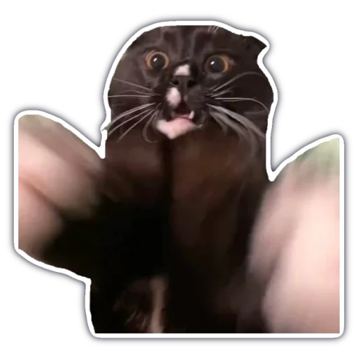 mammal animal whiskers