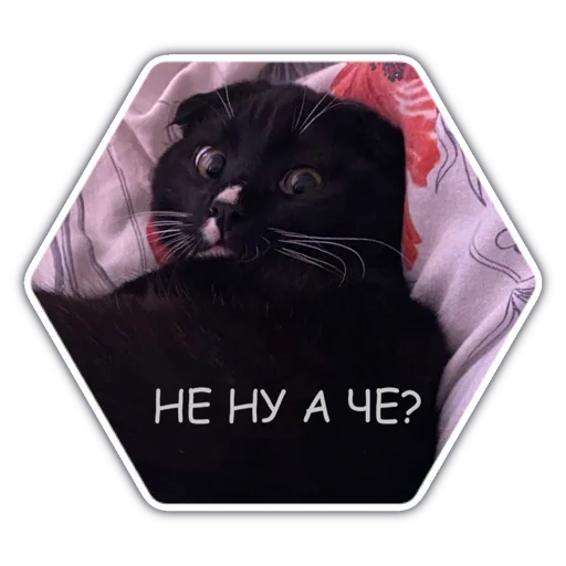 small to medium-sized cats felidae whiskers