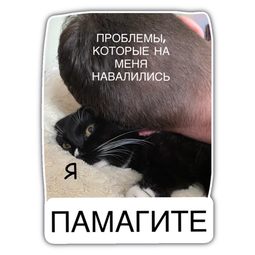 text animal small to medium-sized cats