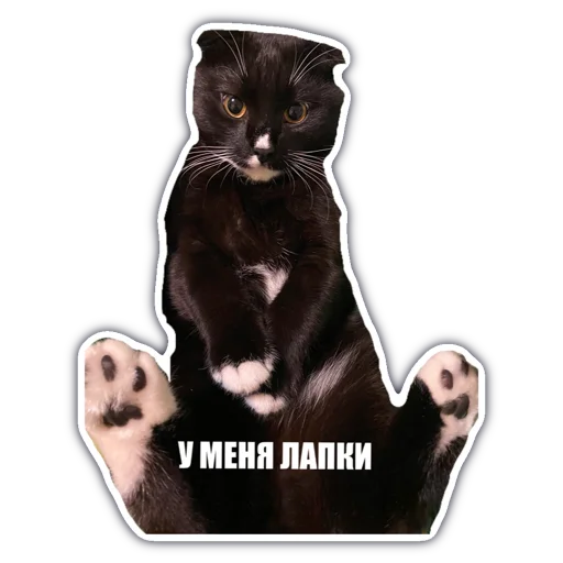 animal mammal felidae