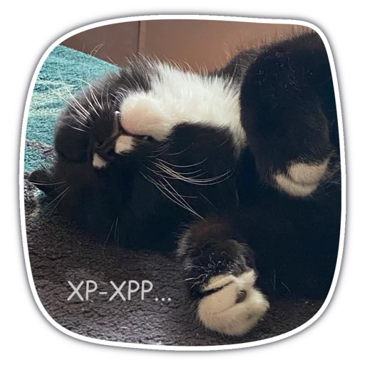 small to medium-sized cats mammal felidae