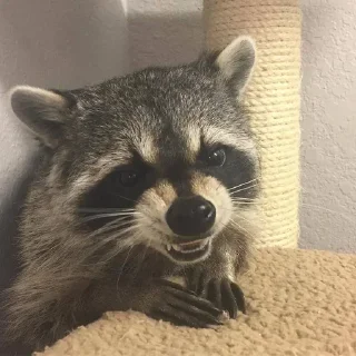 Стикер Стикеры тут 👉 @Femoji - 6