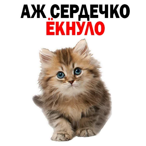 Стикер OFBILVHUPA_by_stikeri_stikeri_bot - 1