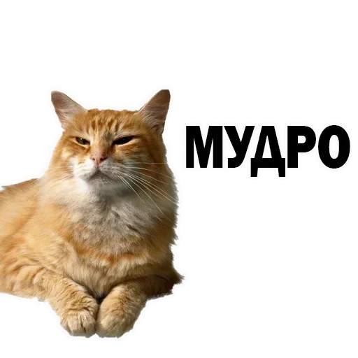 Sticker OFBILVHUPA_by_stikeri_stikeri_bot - 1