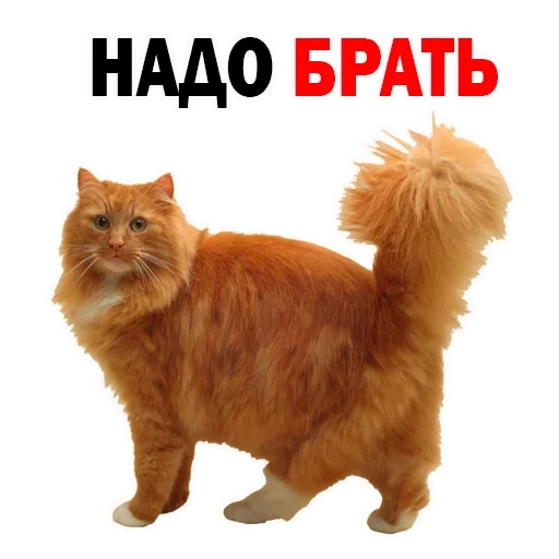 Sticker OFBILVHUPA_by_stikeri_stikeri_bot - 1