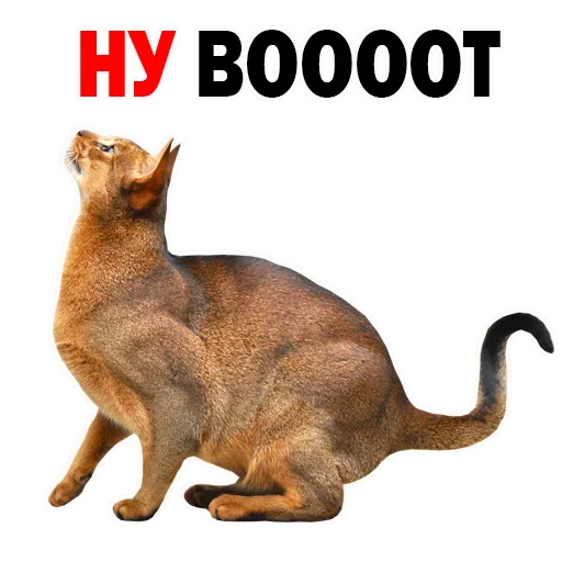 Sticker OFBILVHUPA_by_stikeri_stikeri_bot - 1