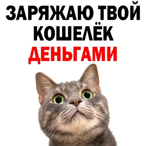Sticker OFBILVHUPA_by_stikeri_stikeri_bot - 1