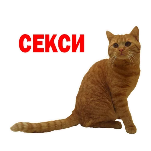 Sticker OFBILVHUPA_by_stikeri_stikeri_bot - 1