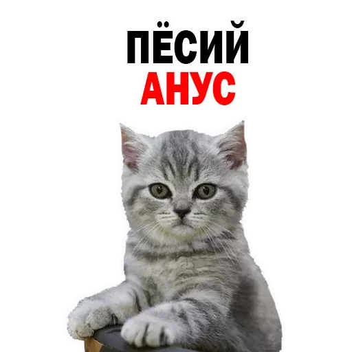 Sticker OFBILVHUPA_by_stikeri_stikeri_bot - 1