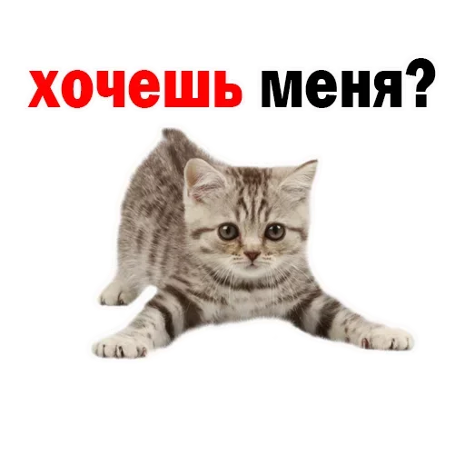 Sticker OFBILVHUPA_by_stikeri_stikeri_bot - 1