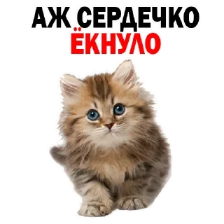 Стикер Больше стиков тут: @stikery4 - 11