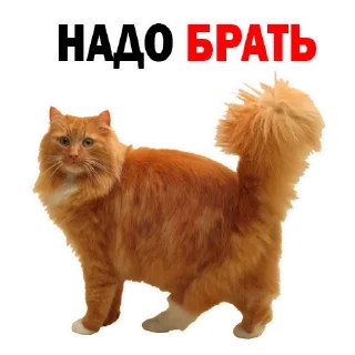 Стикер Больше стиков тут: @stikery4 - 9