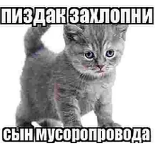 Sticker Огузокhttps://t.me/oguzok_lox - 7