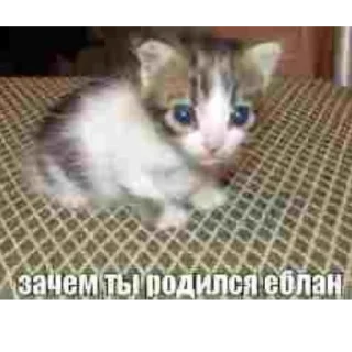 Sticker Огузокhttps://t.me/oguzok_lox - 11