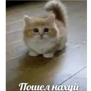 Sticker Огузокhttps://t.me/oguzok_lox - 0