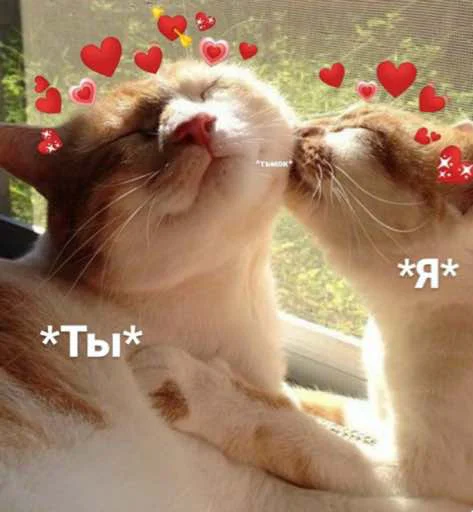 Стикер OHMYCATbymarrylavrr - 1