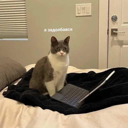 Стикер OHMYCATbymarrylavrr - 1