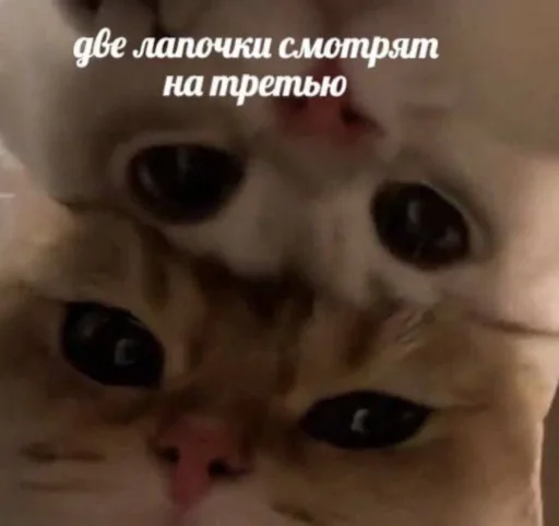 Sticker OHMYCATbymarrylavrr - 1