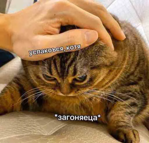 Sticker OHMYCATbymarrylavrr - 1