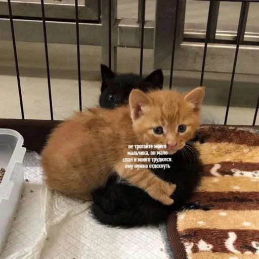 Стикер OHMYCATbymarrylavrr - 1