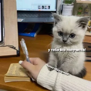 Sticker OH MY CAT - 9