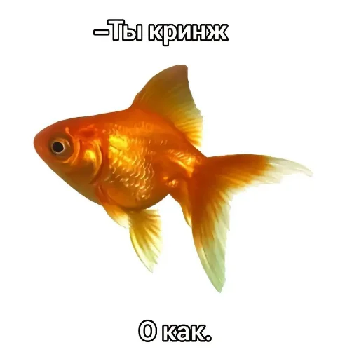 О как. - cartoon