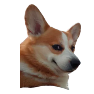 Sticker Коты-псы - 0