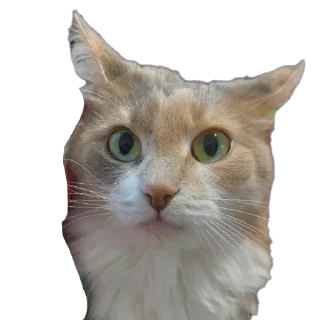 Sticker Коты-псы - 1