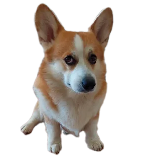 Sticker Коты-псы - 3