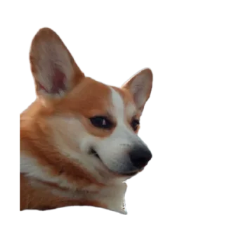 Sticker Коты-псы - 2