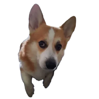 Sticker Коты-псы - 4