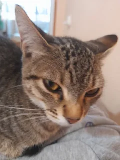 Sticker Мой стикерпак @moyi_stikery_bot - 10