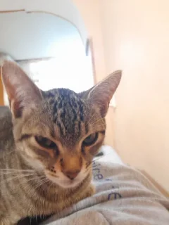 Sticker Мой стикерпак @moyi_stikery_bot - 4