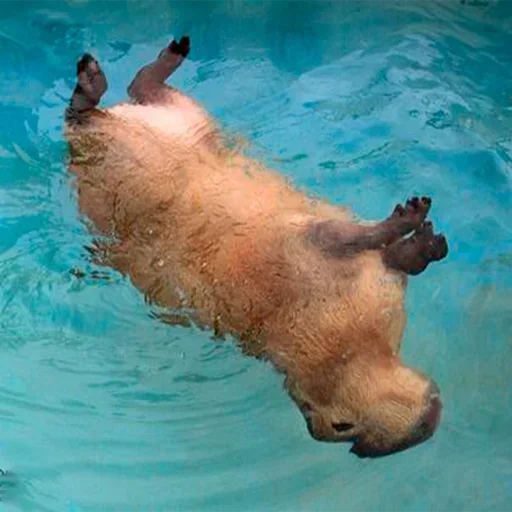 Sticker OMtMnYGPYHddLiaY_by_stickers_stealer_bot - 1