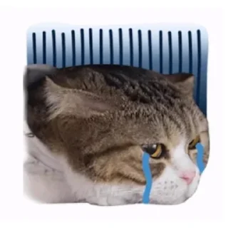 Стикер عمي انت راقي - 5