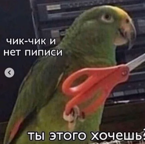 animal bird parrot