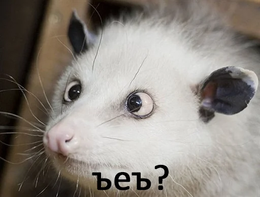 mammal animal whiskers