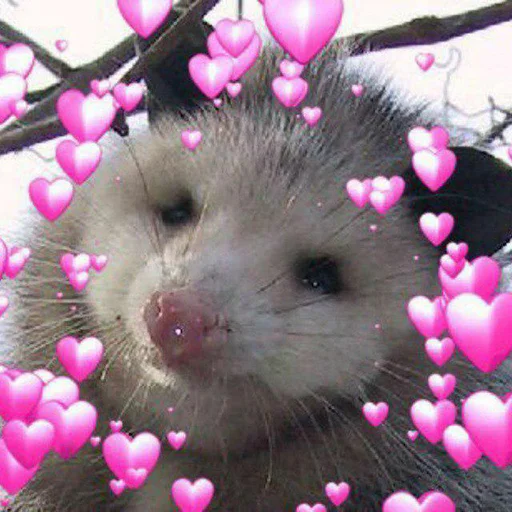 animal mammal outdoor