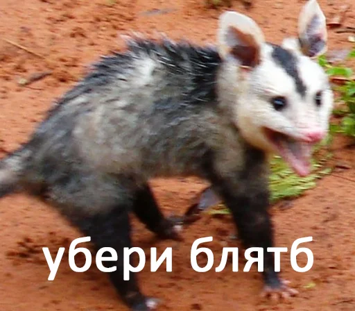 mammal animal ground