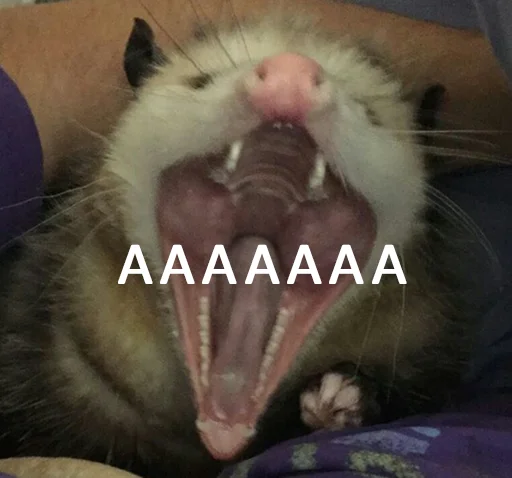 животное млекопитающее усы