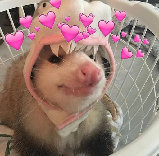 кошка млекопитающее корм для домашних животных